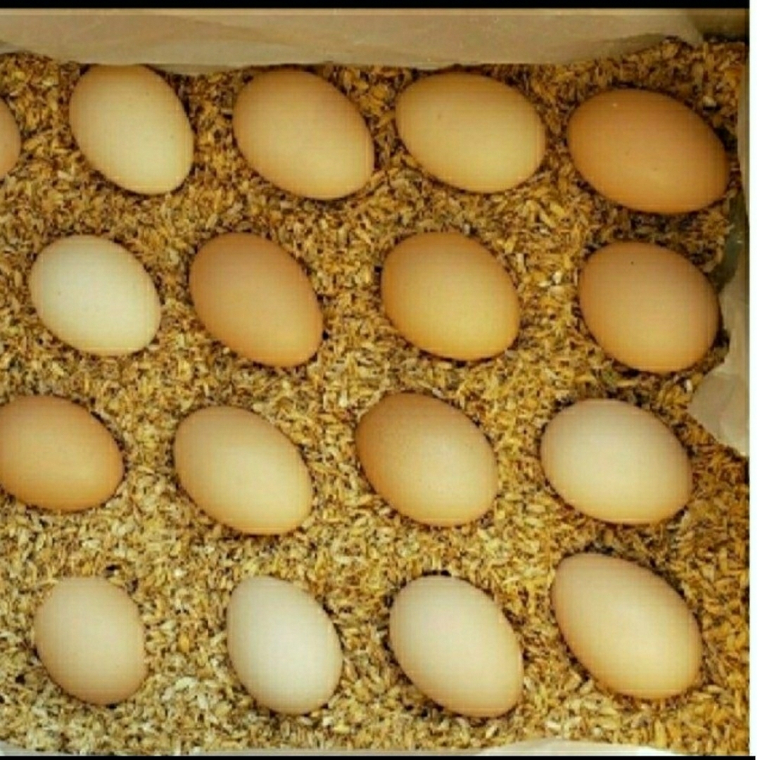 ケーキ烏骨鶏の卵55個 卵かけご飯/酢卵
