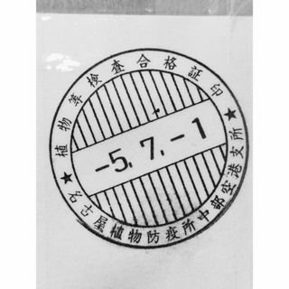 日本割 7月入荷 100粒+ チャメドレア ラディカリス 種 種子 証明書あり