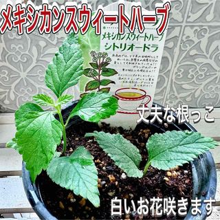 レアな　メキシカンスウィートハーブ　リッピア　苗　花芽なし　ステビアの4倍甘味料(その他)