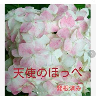 天使のほっぺ　紫陽花　アジサイ　抜き苗(プランター)