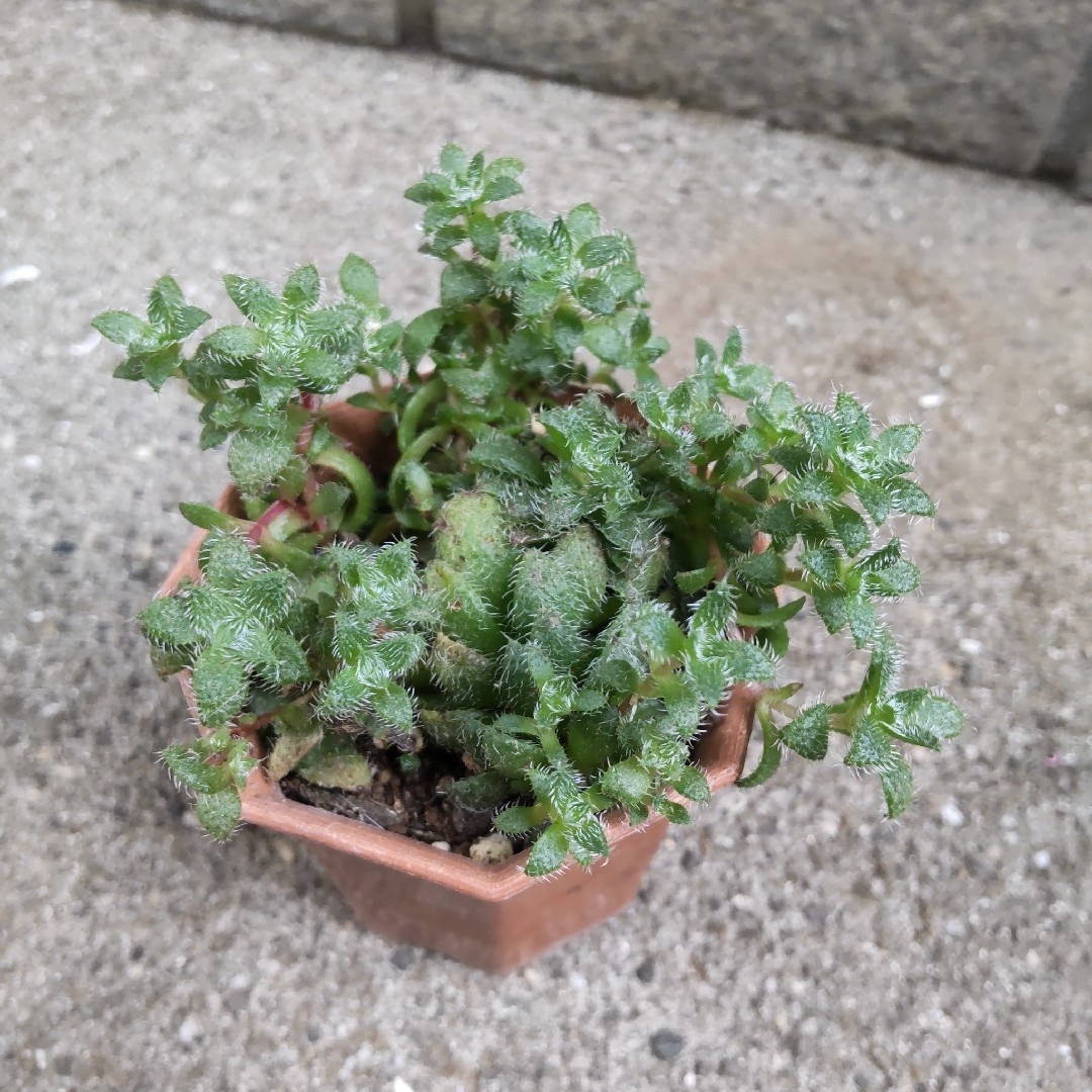 多肉植物　　トランスバールその他