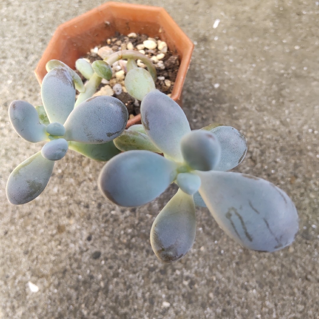 多肉植物　　アメジスティナム