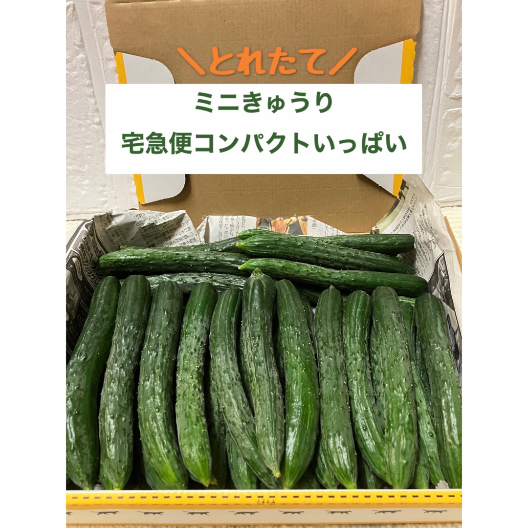 【本日特別価格】きゅうり　もろきゅうり　ミニきゅうり　宅急便コンパクト 食品/飲料/酒の食品(野菜)の商品写真