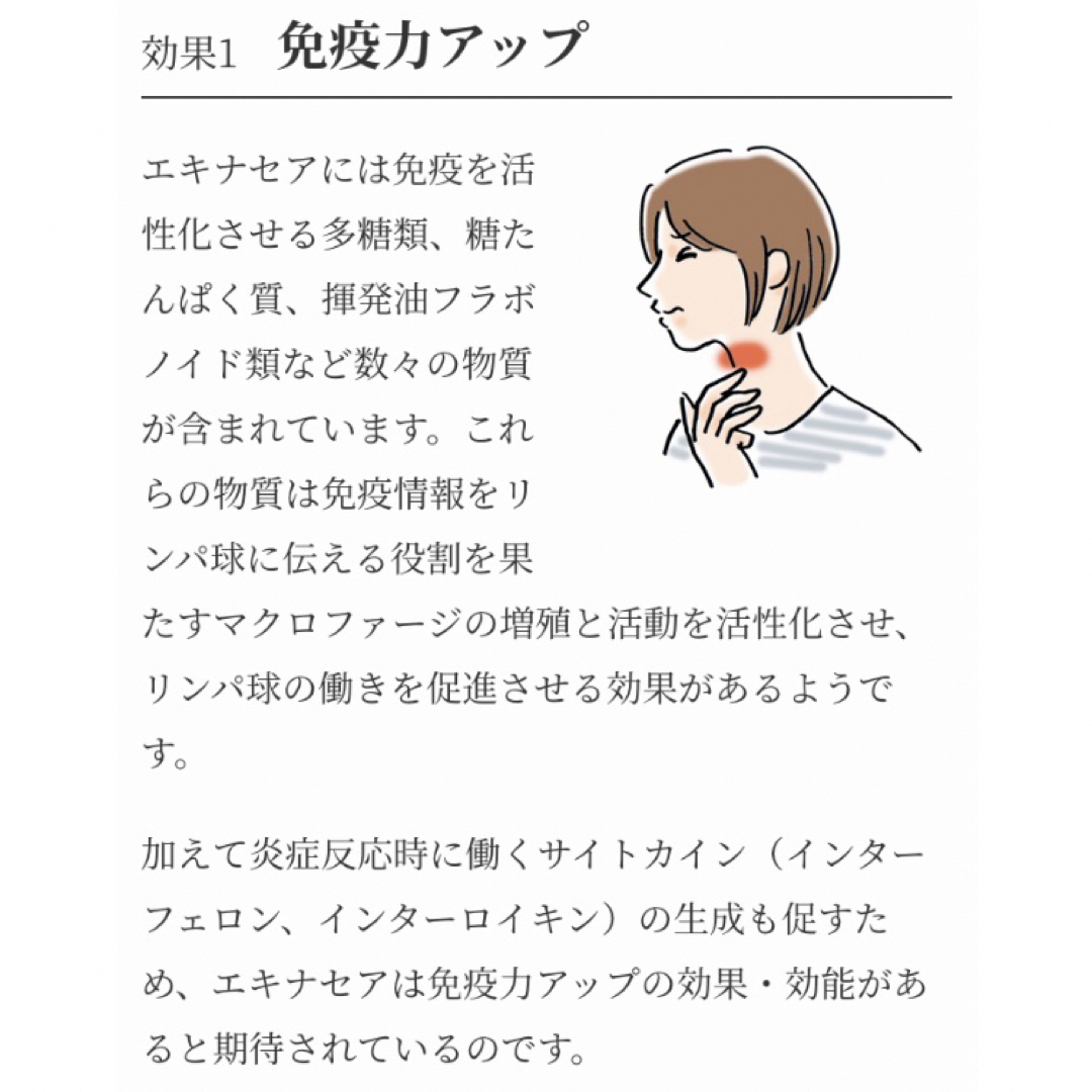 生活の木(セイカツノキ)のエキナセアベア　30TB×2袋　生活の木おいしい ハーブティー　ノンカフェイン茶 食品/飲料/酒の飲料(茶)の商品写真