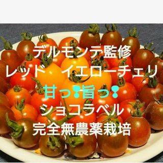 デルモンテ監修　レッド　イエローチェリーミニトマト　ショコラベル　完全無農薬栽培(野菜)