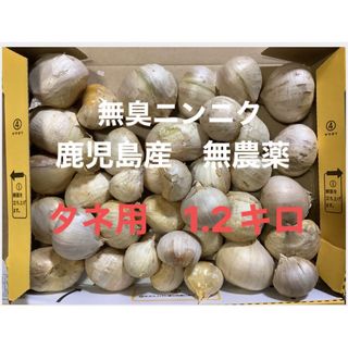 鹿児島県　南さつま産　無農薬 1.2キロ 無臭ニンニク　タネ用に出品　送料無料(野菜)