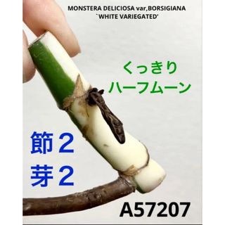 あずき様専用ページの通販 by ☆さくら☆|ラクマ