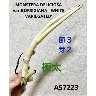 A57223／極太トップカット／ホワイトタイガー 斑入りモンステラ(その他)