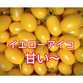 フルーツミニトマトイエローアイコ　中粒　良品　朝採り　1キロ(野菜)