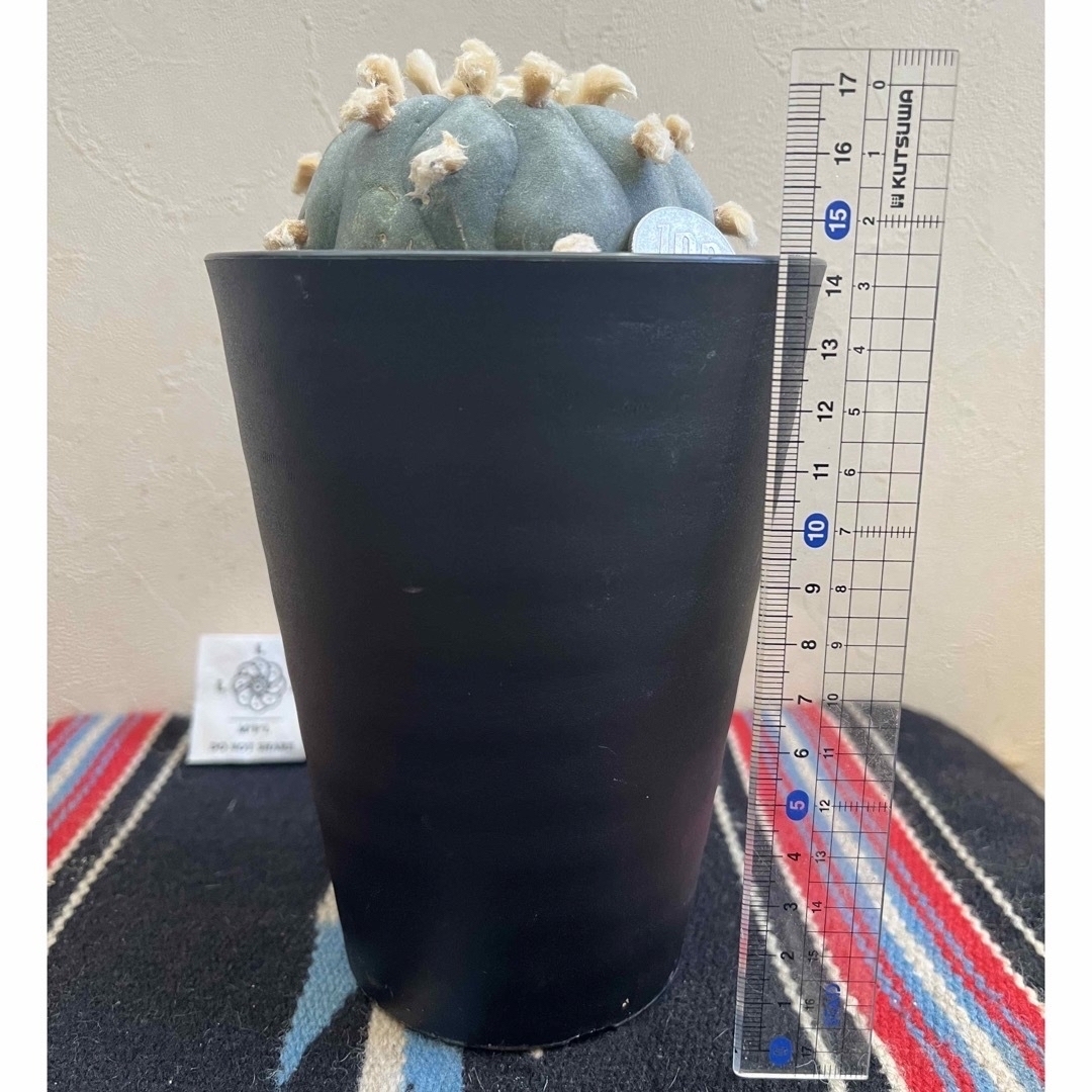 サボテン ロホホラ 鉢ごと発送