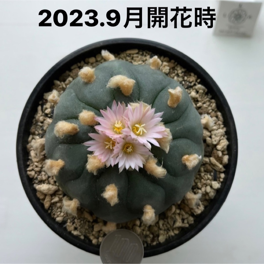 サボテン ロホホラ 鉢ごと発送