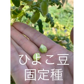 ひよこ豆　ガルバンゾ　固定種　(野菜)