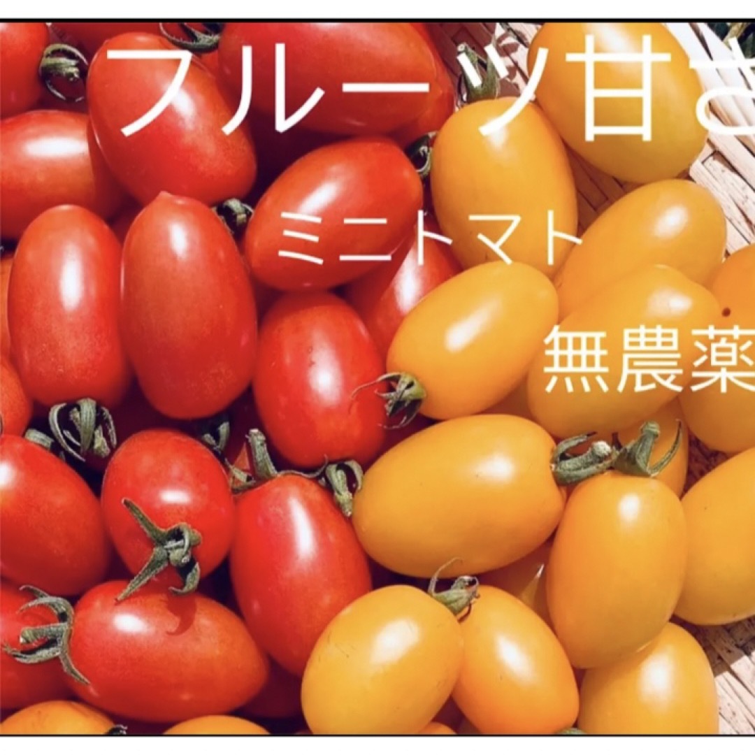 完熟フルーツミニトマト　アイコ2色ミックス　1キロ　朝採り 食品/飲料/酒の食品(野菜)の商品写真