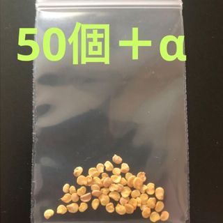 八丈島産　島唐辛子　50個＋α(野菜)