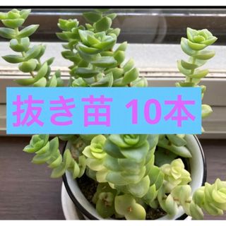 多肉植物 星の王子 抜き苗 10本 今だけ(プランター)