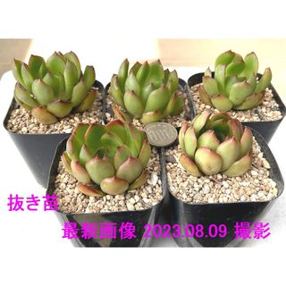 特価‼️韓国苗‼️多肉植物 エケベリア レッドモラン 抜き苗５苗セット３(その他)