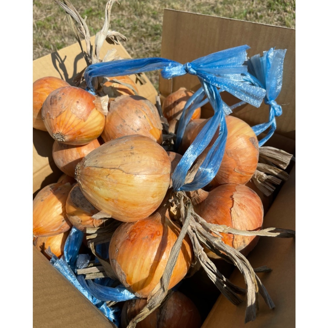 かぼちゃと玉ねぎのコラボセット‼️ 食品/飲料/酒の食品(野菜)の商品写真