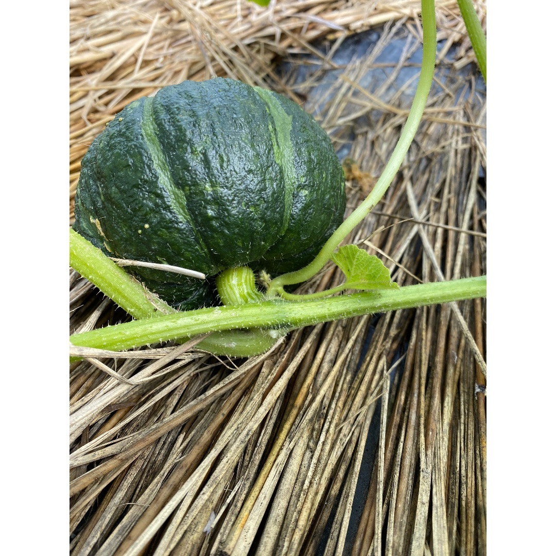 かぼちゃと玉ねぎのコラボセット‼️ 食品/飲料/酒の食品(野菜)の商品写真