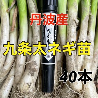 丹波で育てた九条ネギ苗‼40本入り‼️(野菜)