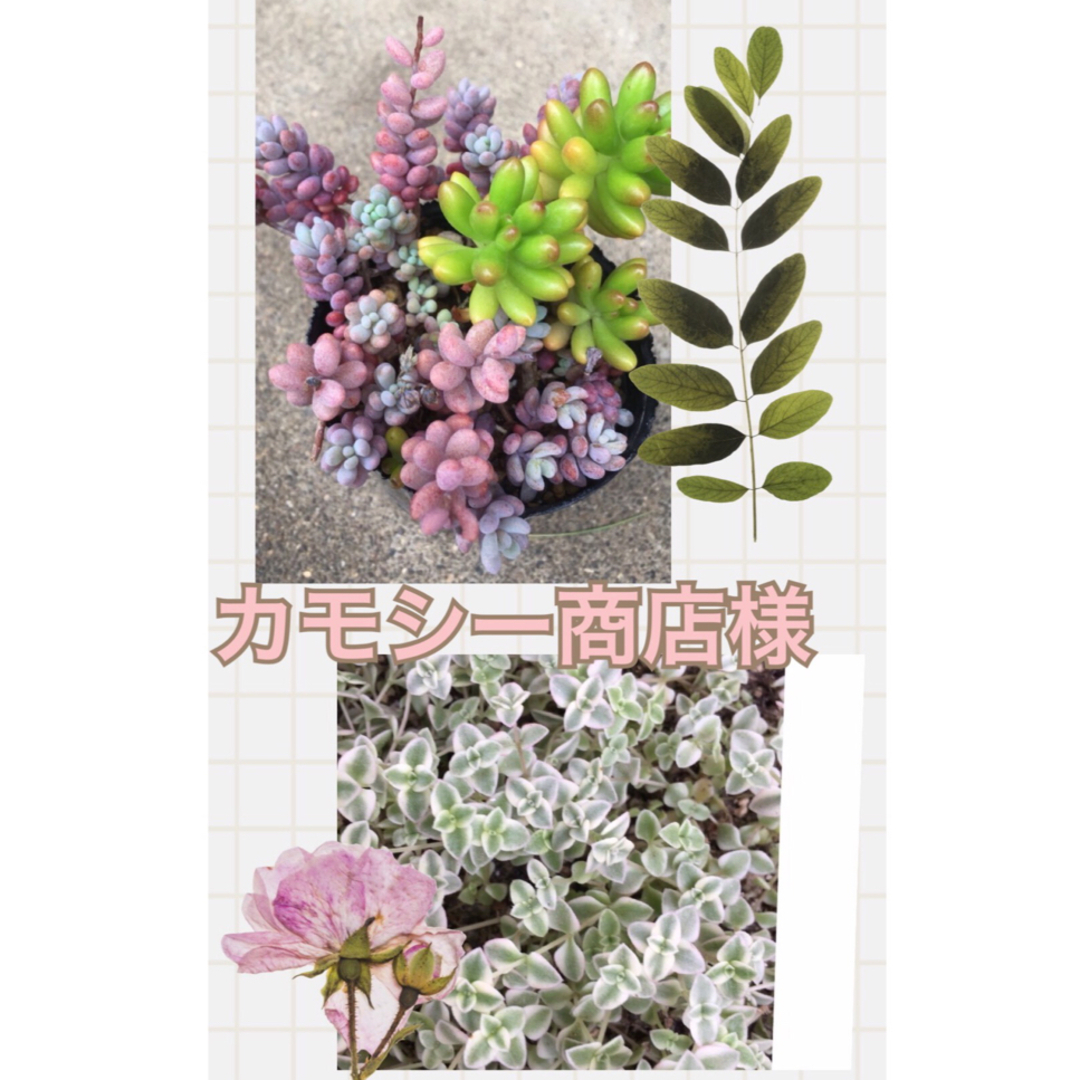 多肉植物パープルヘイズ＆虹の玉 (抜き苗)＆リトルミッシー ハンドメイドのフラワー/ガーデン(その他)の商品写真