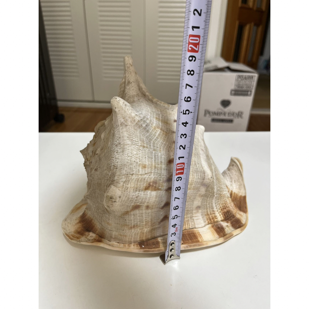 トウカムリ　貝　法螺貝　置物　海　天然　特大　大きい　インテリア　オブジェ 7