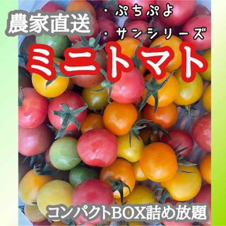 カラフルミニトマトコンパクトボックス詰め放題送料無料1．2キロ〜(野菜)