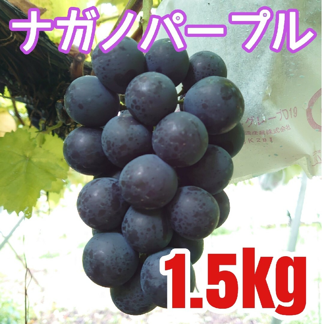 果実　長野県産　箱込み1.5kg　ナガノパープル　種無しぶどう　訳あり房　果物
