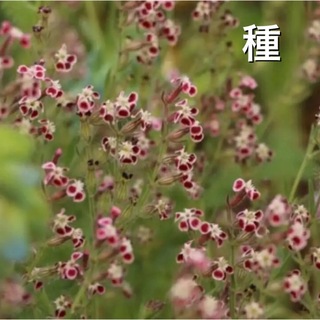 【種】シレネガリカ ☆  赤い小花が愛らしい(その他)