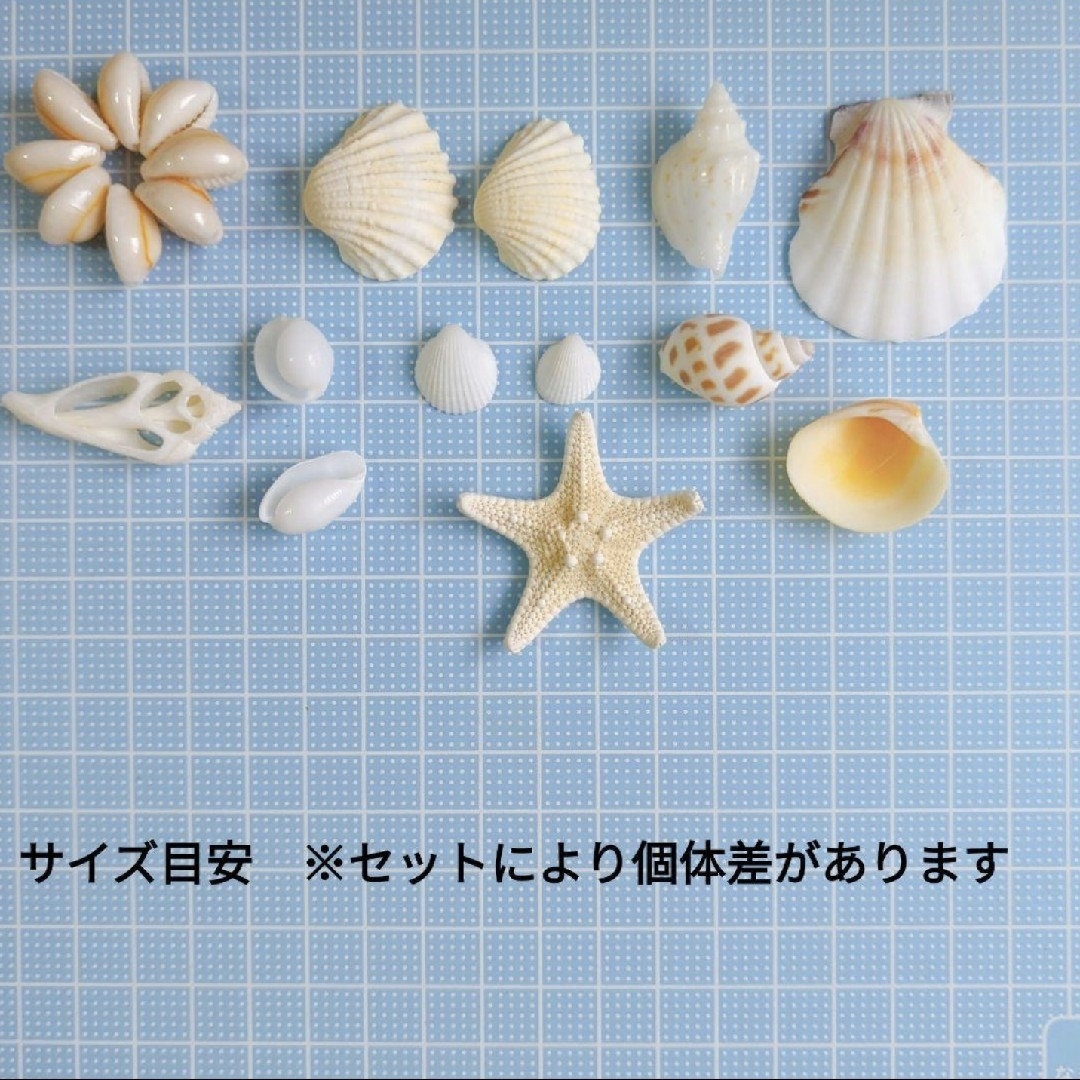 貝殻　シェル　天然素材　ハンドメイド　工作　夏　ワークショップ　海　ハワイ ハンドメイドの素材/材料(各種パーツ)の商品写真