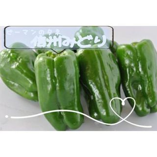 自然のタネ 信州みどり ピーマンの種 固定種 しんしゅうみどり ピーマンの種(野菜)