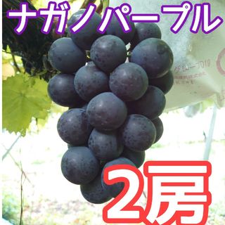 ナガノパープル　訳あり　2房　家庭用房　長野県産　種無しぶどう　果実　果物(フルーツ)