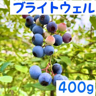 生ブルーベリー【ブライトウェル400g】(フルーツ)