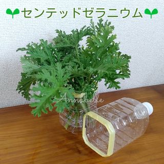 センテッドゼラニウム 蚊連草 蚊嫌草 挿し穂 ハーブ ニオイゼラニウム(その他)