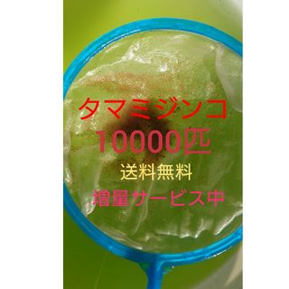 タマミジンコ　約10000匹　グリーンウォーター メダカの餌　活餌(アクアリウム)