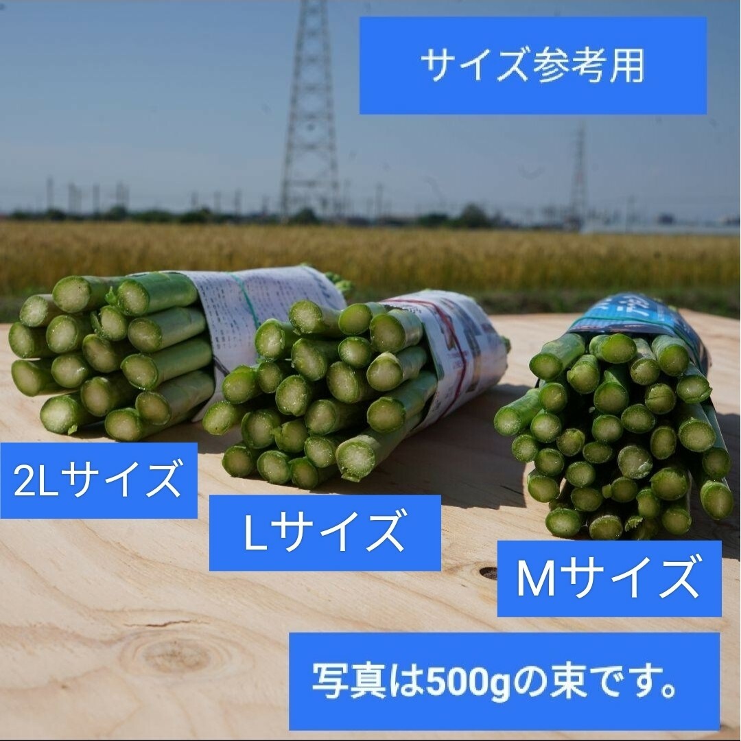 Мサイズ　グリーンアスパラガス500g 食品/飲料/酒の食品(野菜)の商品写真