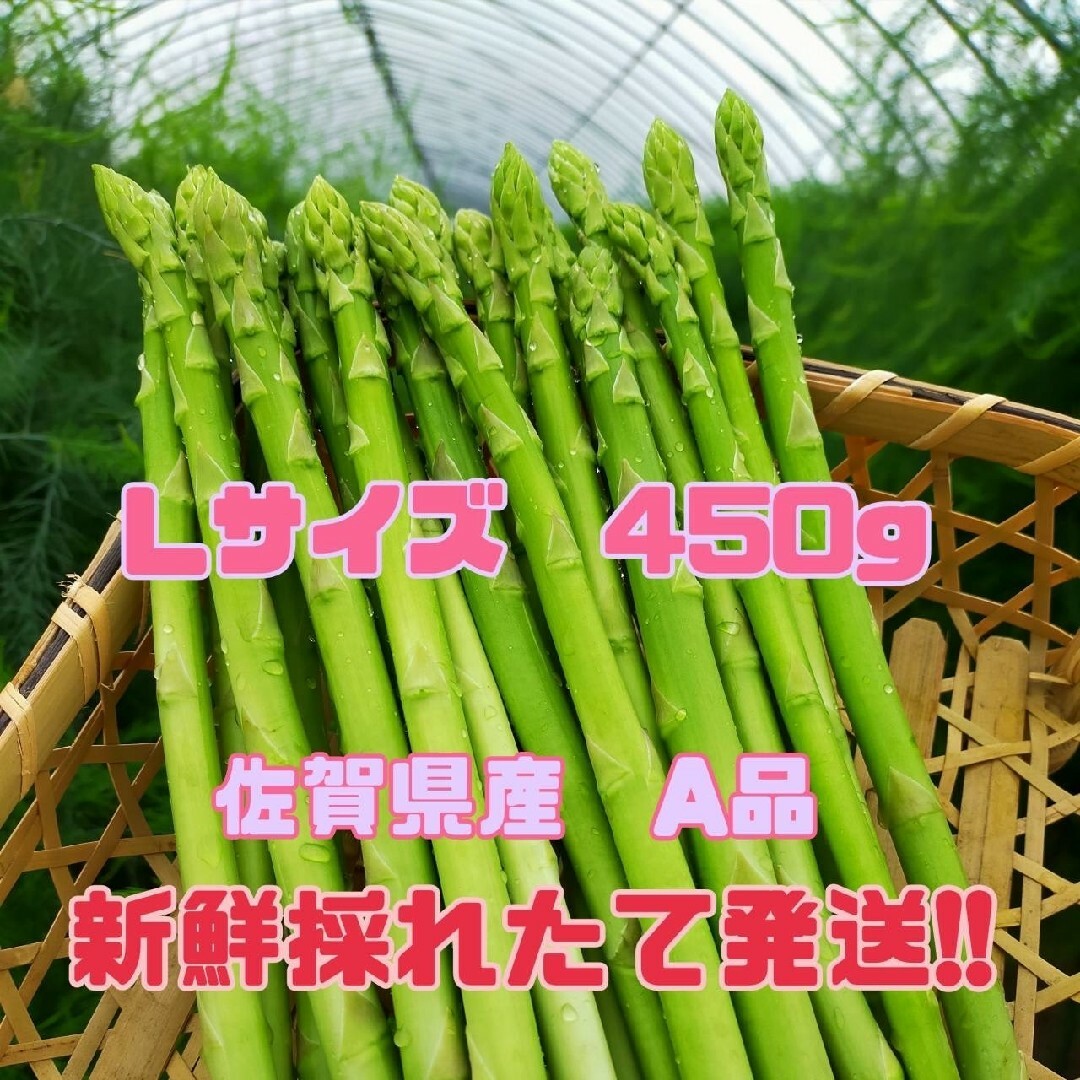 Lサイズ　グリーンアスパラガス450g 食品/飲料/酒の食品(野菜)の商品写真