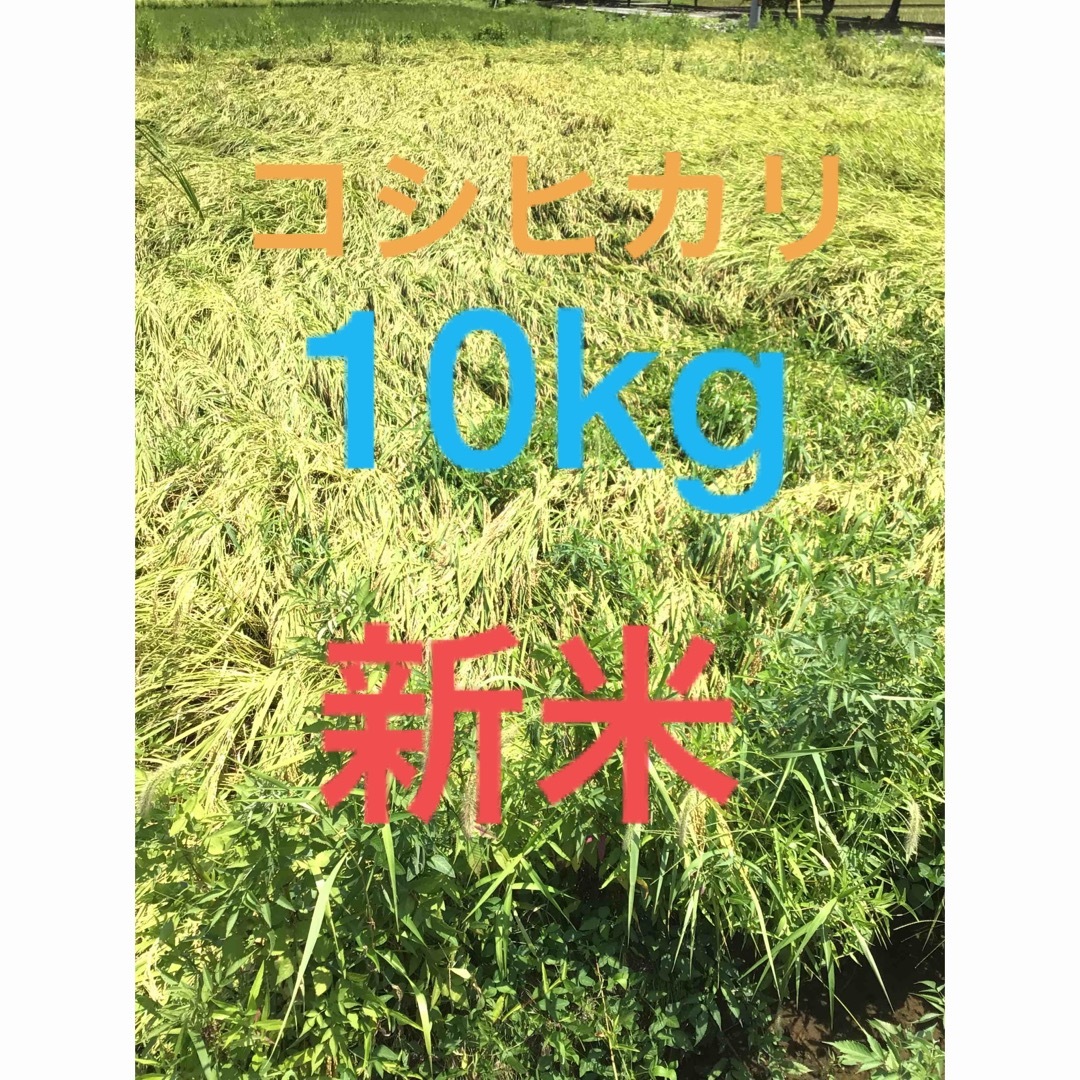令和5年コシヒカリ玄米10kg 食品/飲料/酒の食品(米/穀物)の商品写真