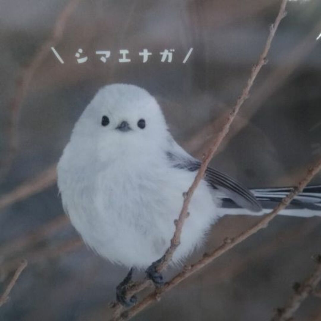 新品　Ａ４　クリアファイル　写真　止まり木　北海道　限定品　しまえなが　野鳥