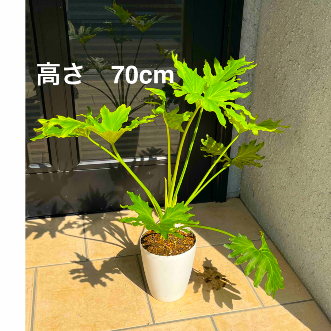 観葉植物　フィロデンドロン　セローム　ホープ　鉢のまま