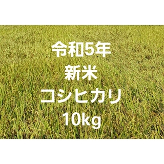 令和5年 新米 コシヒカリ 玄米 10kg ⑩(米/穀物)