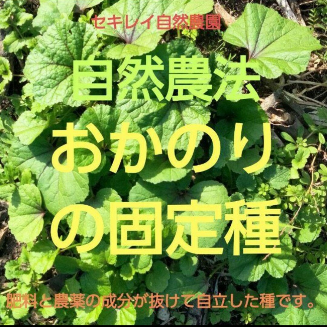 自然農法　おかのりの固定種 食品/飲料/酒の食品(野菜)の商品写真