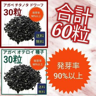 アガベ　チタノタドワーフの種子　30粒　オテロイの種子　30粒　セット(その他)