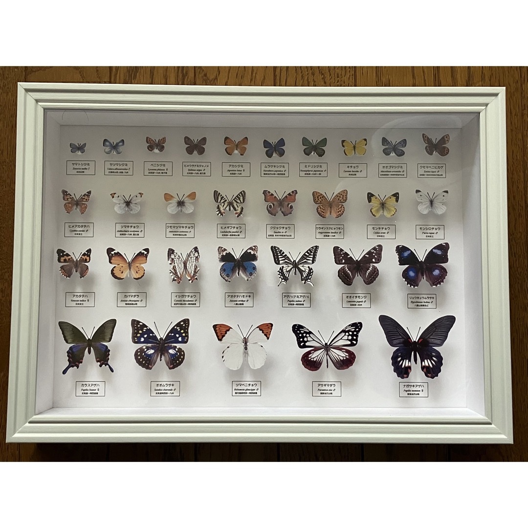 蝶の標本ペーパークラフトA4サイズ完成品の通販 by kou's shop｜ラクマ