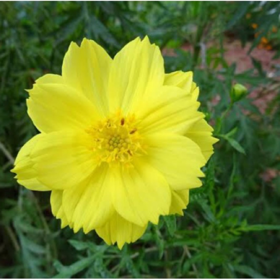 キバナコスモス（黄色）の種10粒 ハンドメイドのフラワー/ガーデン(その他)の商品写真