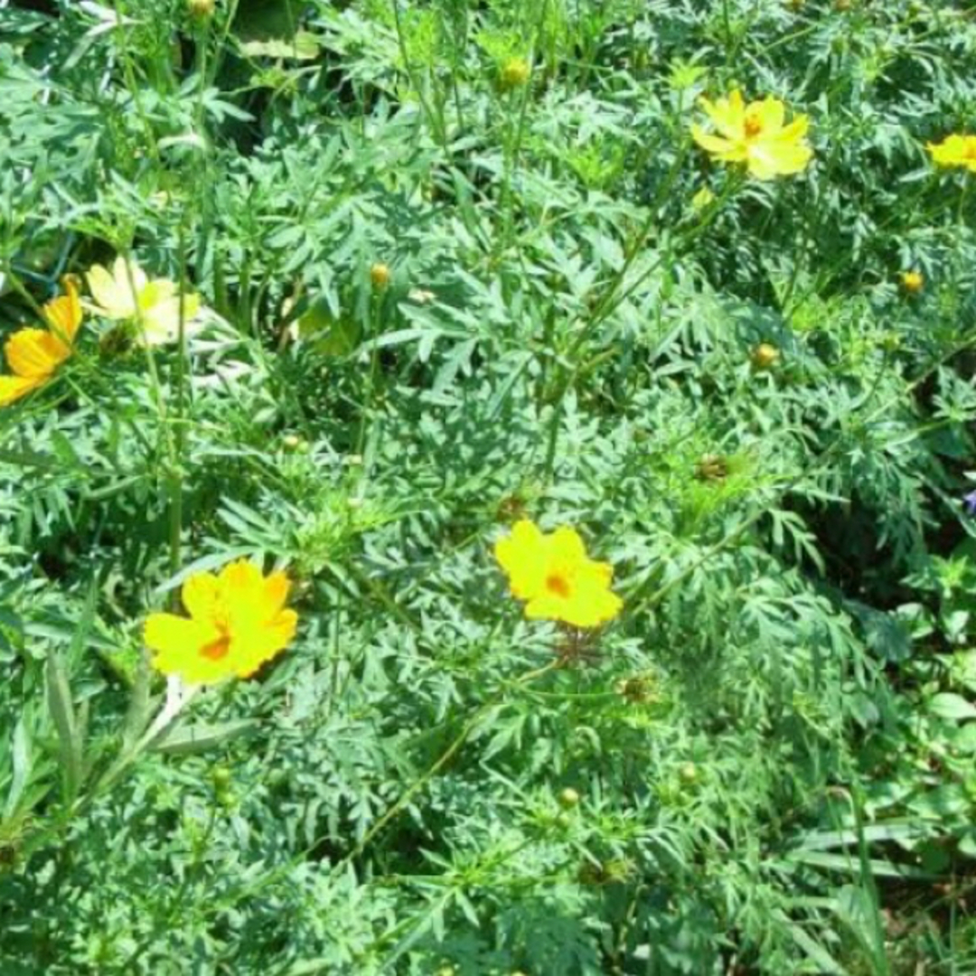 キバナコスモス（黄色）の種10粒 ハンドメイドのフラワー/ガーデン(その他)の商品写真