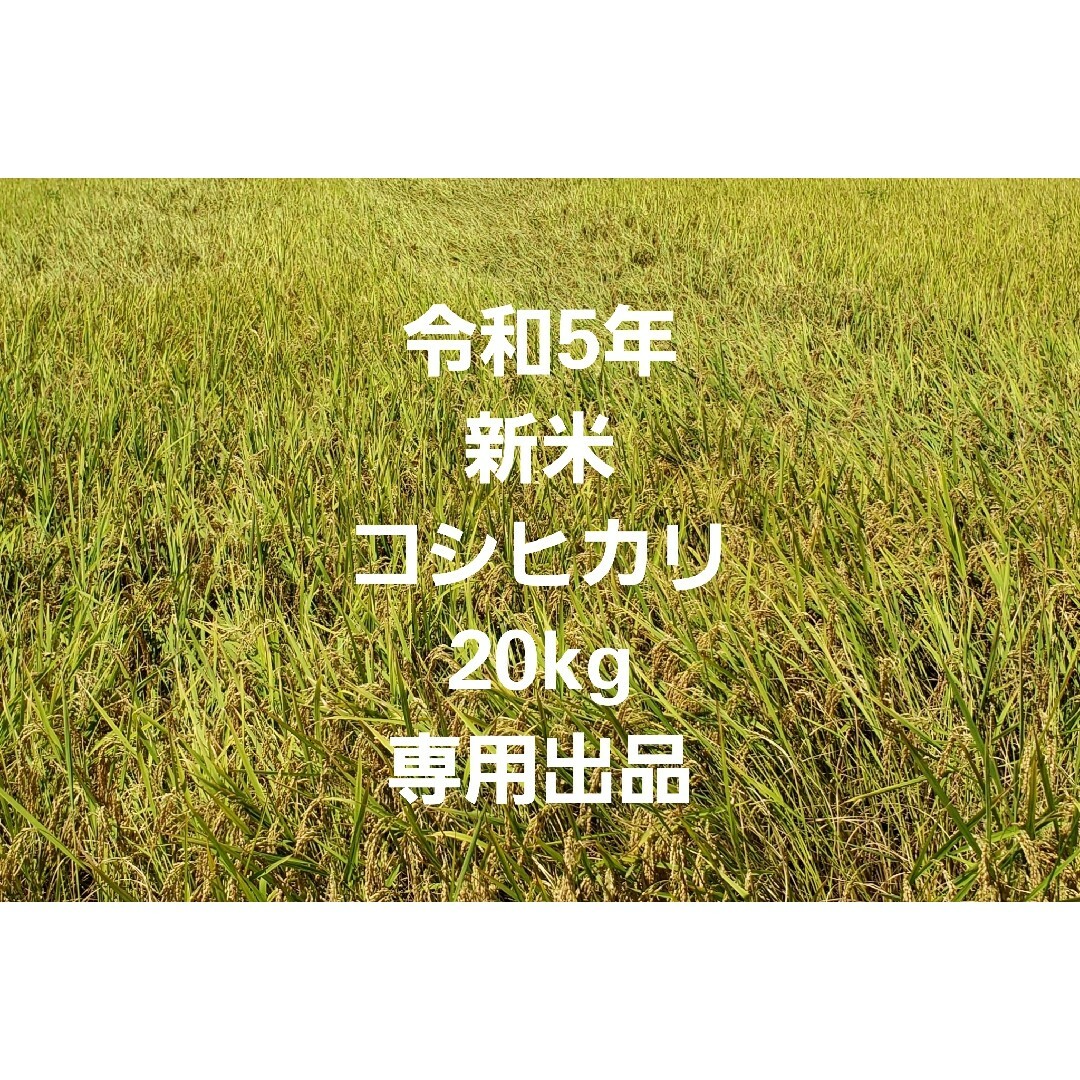 令和5年　コシヒカリ　玄米　新米　20kg　米/穀物