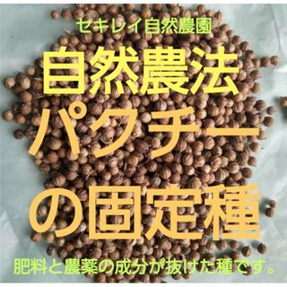 自然農法　パクチー（コリアンダー）の固定種(野菜)