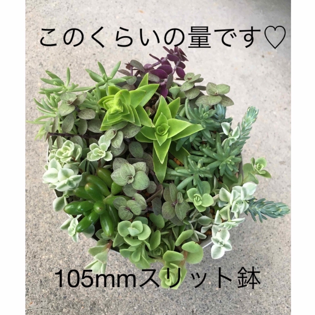 多肉植物　セダムセット♡ベッラディンヴェルノ 入り ハンドメイドのフラワー/ガーデン(その他)の商品写真