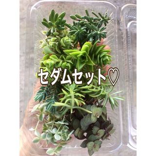 多肉植物　セダムセット♡ベッラディンヴェルノ 入り(その他)