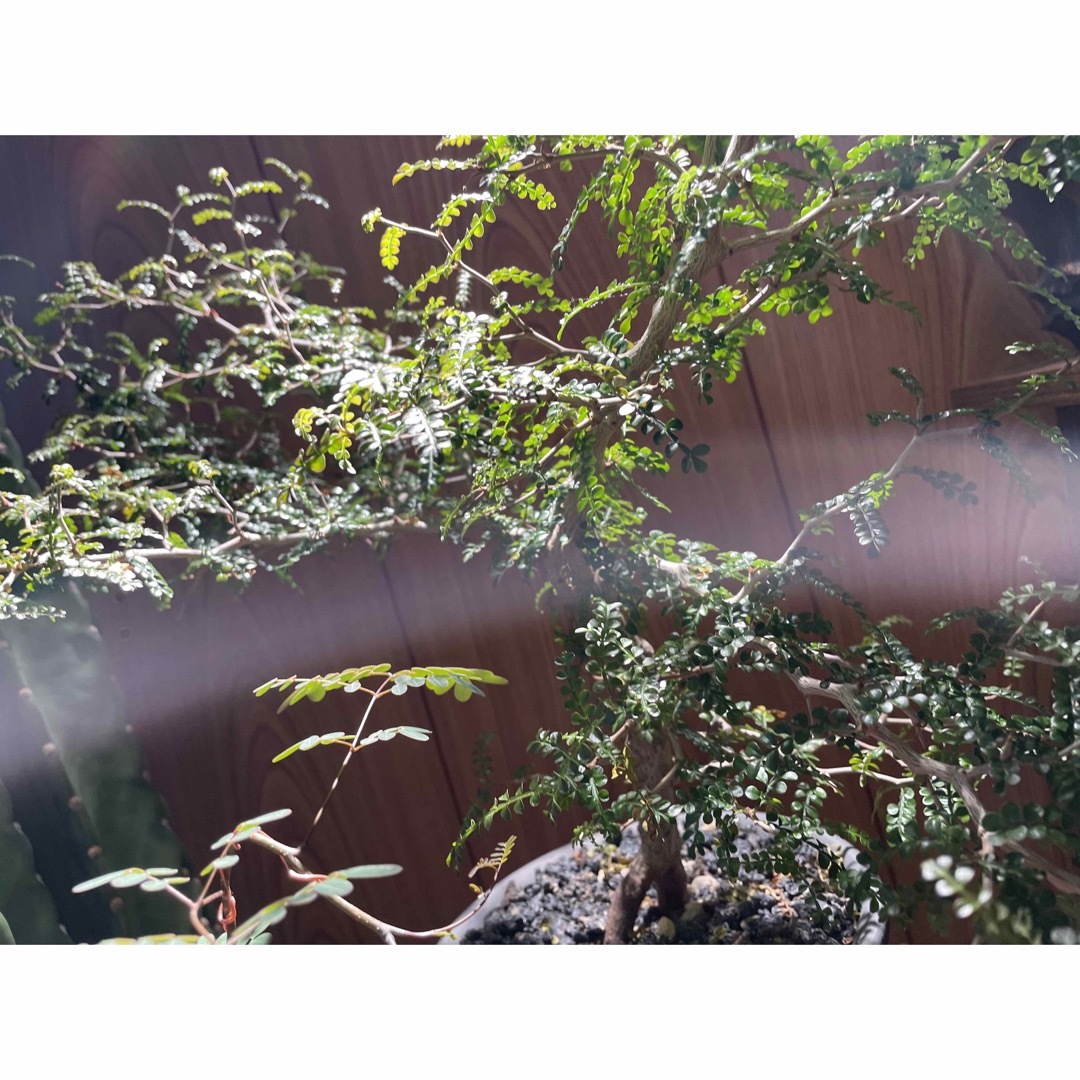 オペルクリカリア　パキプス　実生　塊根植物　灌木
